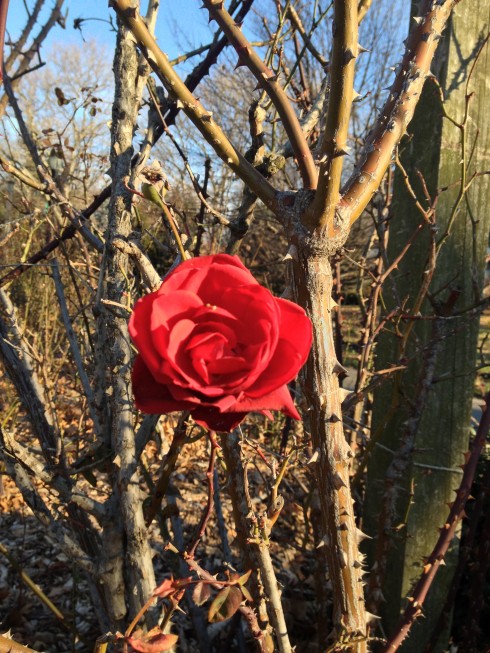 Winter Rose by Nicole Peyrafitte