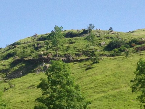 In the distance, on the top of the mountain: those are not white stones, those are vultures waiting for something, a sheep's carcass probably.